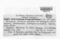 Sclerotium convallariae image